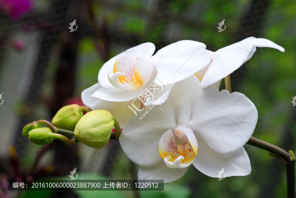 蘭花