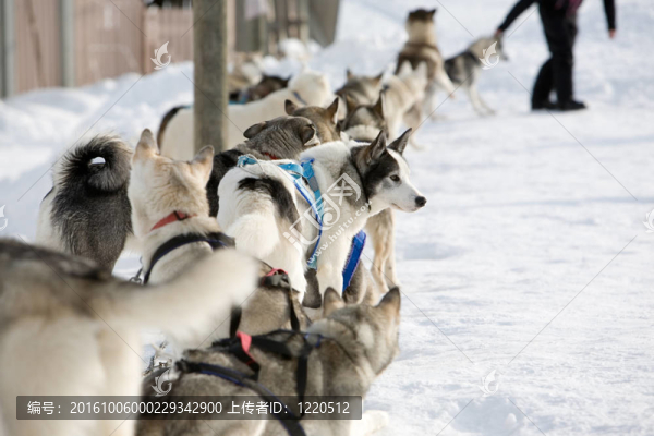 哈士奇雪橇犬