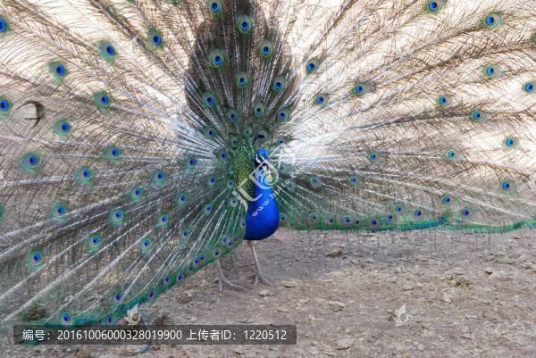 孔雀