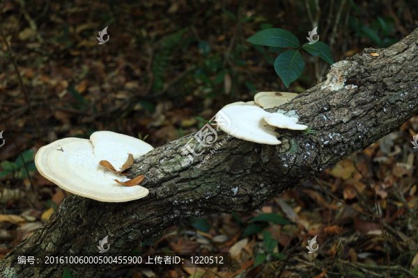架子上的蘑菇