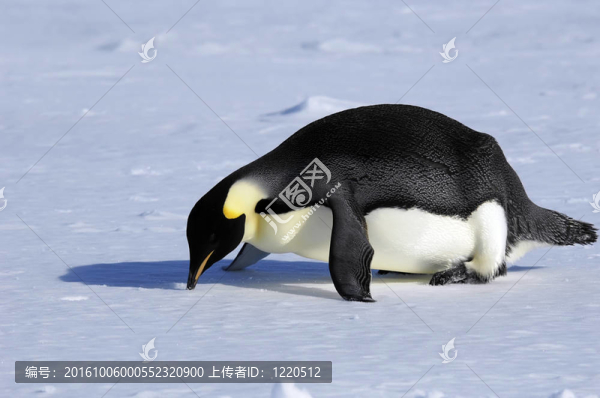 鼻子上的企鵝