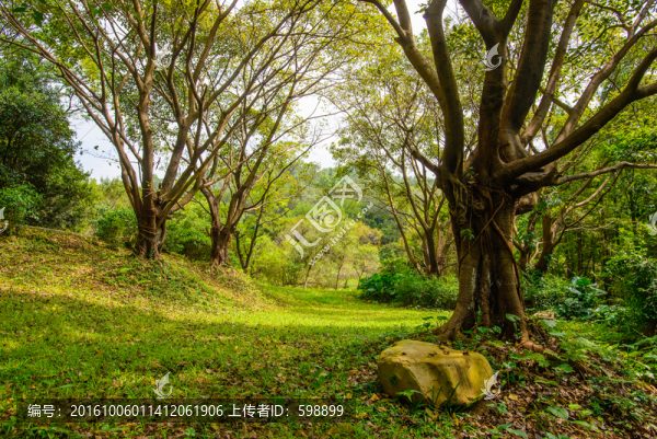 陽光綠樹草地