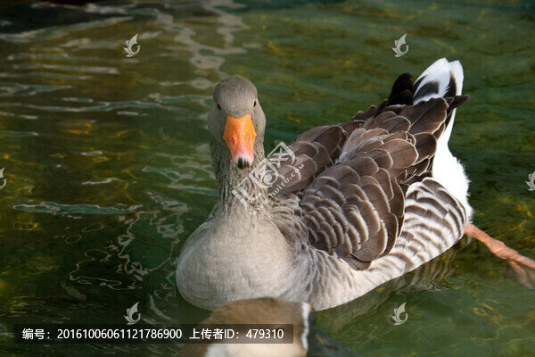 大雁,鴻雁,水鳥,野鳥,飛禽