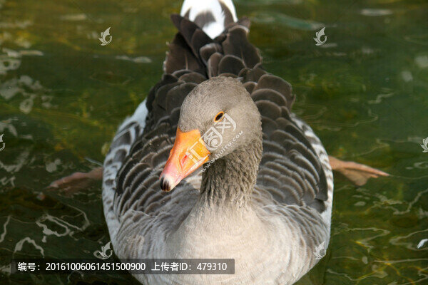 大雁,鴻雁