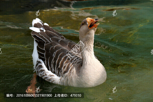 大雁,鴻雁,水鳥,野鳥,飛禽