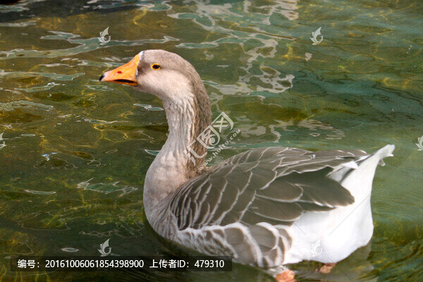 大雁,鴻雁,水鳥,野鳥,飛禽
