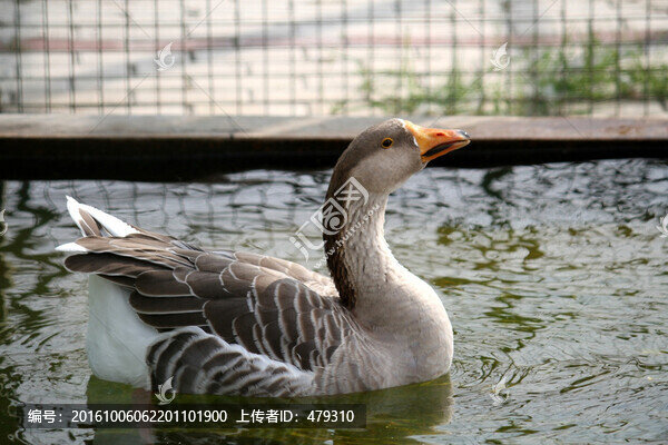 大雁,鴻雁,水鳥,野鳥,飛禽