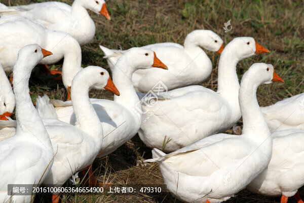 鵝,白鵝