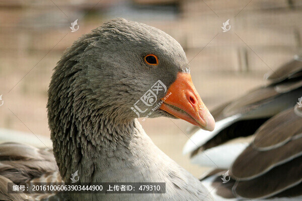 大雁,鴻雁,水鳥