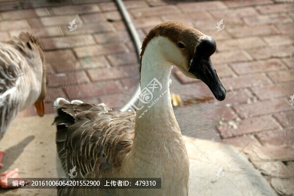 大雁,鴻雁,水鳥