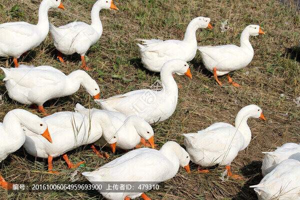 鵝,白鵝,大鵝,家禽