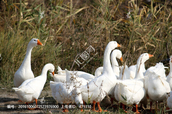 鵝,白鵝,大鵝