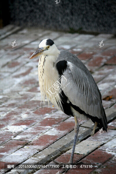 水鳥,野鳥,飛禽,動(dòng)物