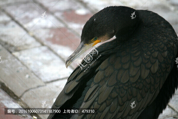 水鳥,野鳥
