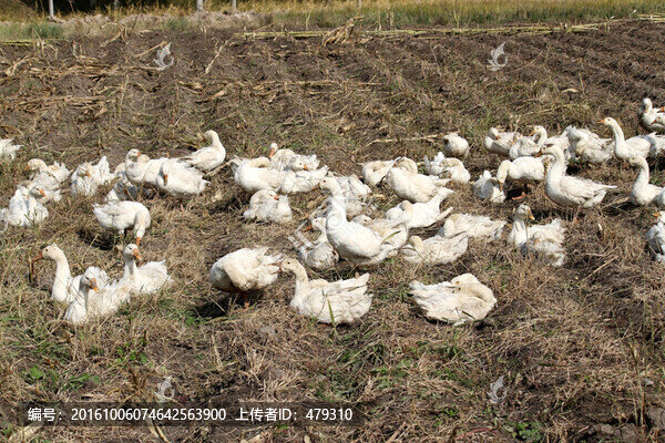 鵝,白鵝,大鵝,家禽,家庭養(yǎng)殖