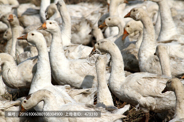 鵝,白鵝,大鵝,家禽