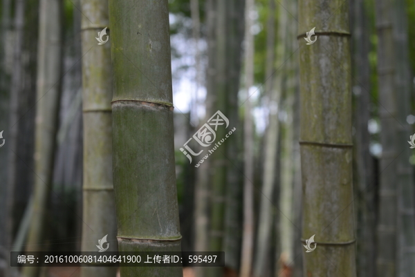 竹林