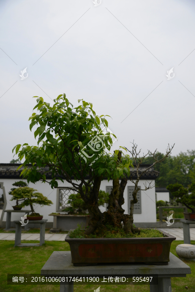 盆栽