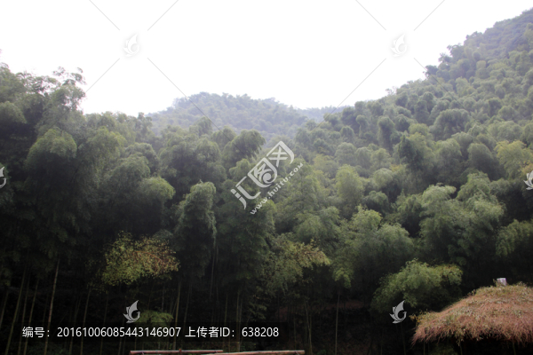 竹林