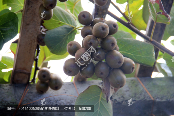 獼猴桃樹枝