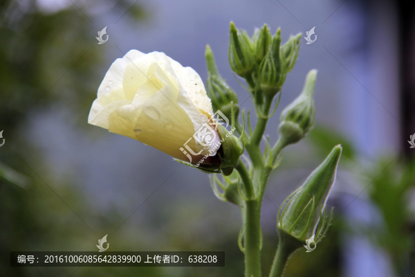秋葵花
