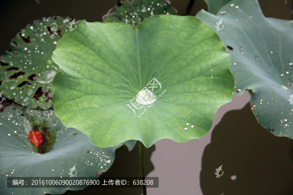荷葉露珠