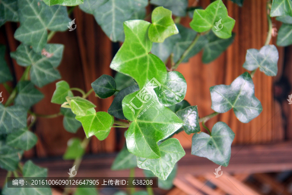 綠葉藤條