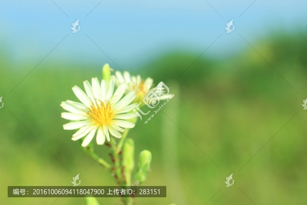 蒲公英