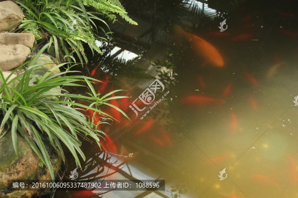 河塘里的金魚