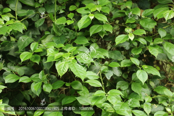 綠葉