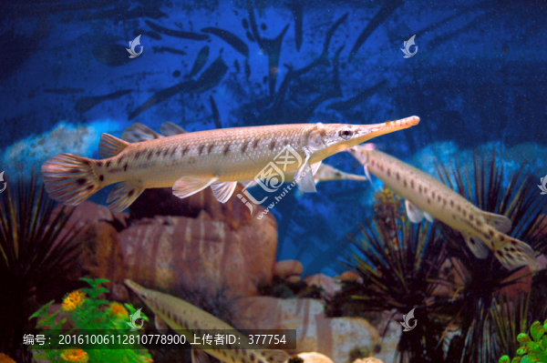 海洋生物,魚