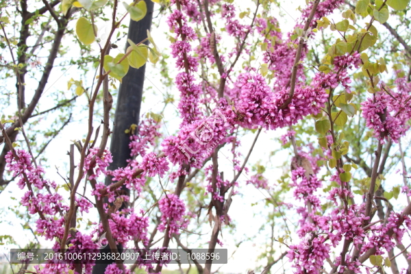 花卉