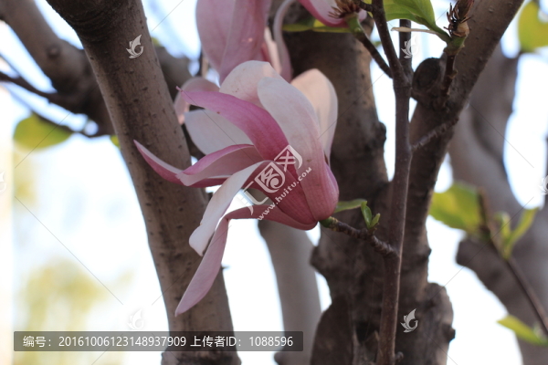 玉蘭花