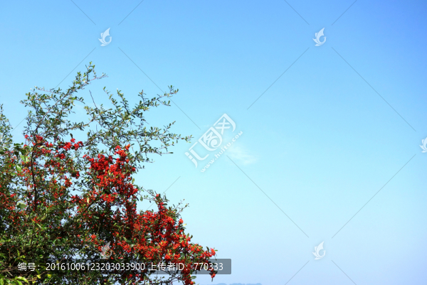 自然背景,紅籽,藍(lán)天白云