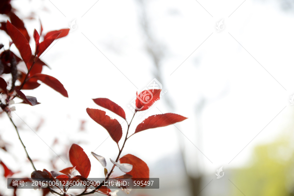 紅葉