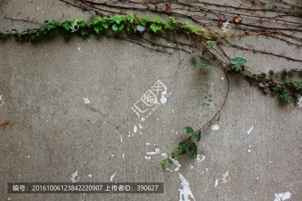老墻爬山虎