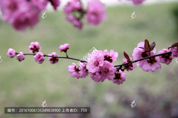 桃花