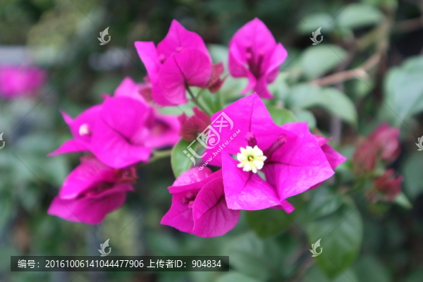 花