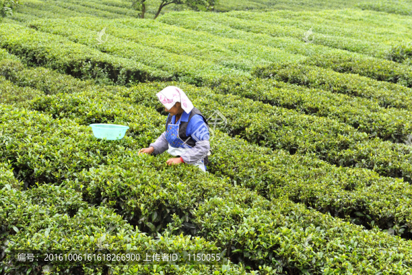 茶園茶葉采摘