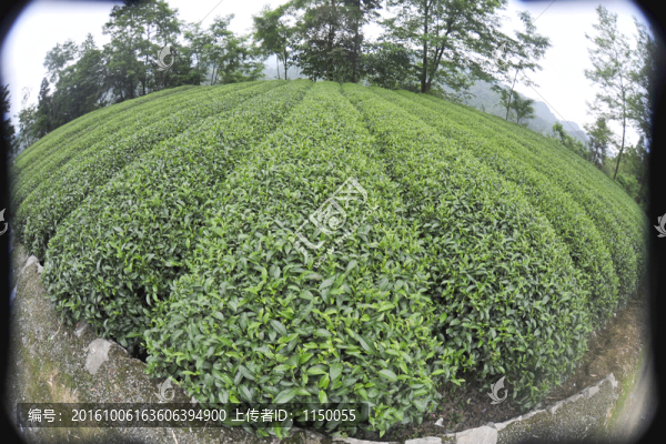 茶園茶葉采摘