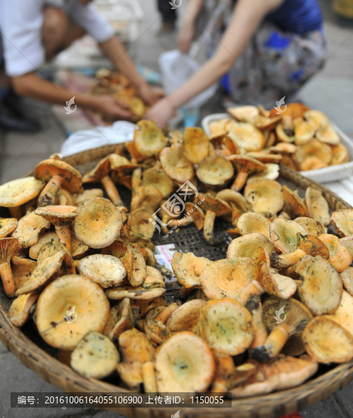 樅樹菌