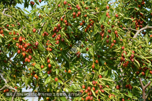 棗樹(shù)