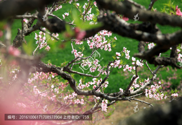 桃花花卉