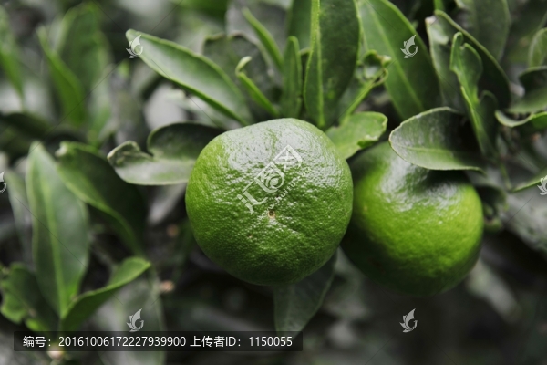橘子