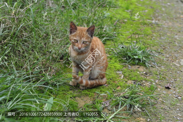 動物貓