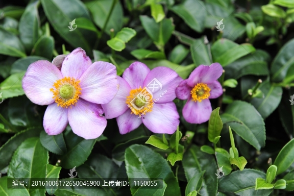 花朵