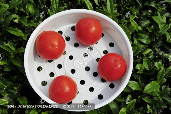 蕃茄