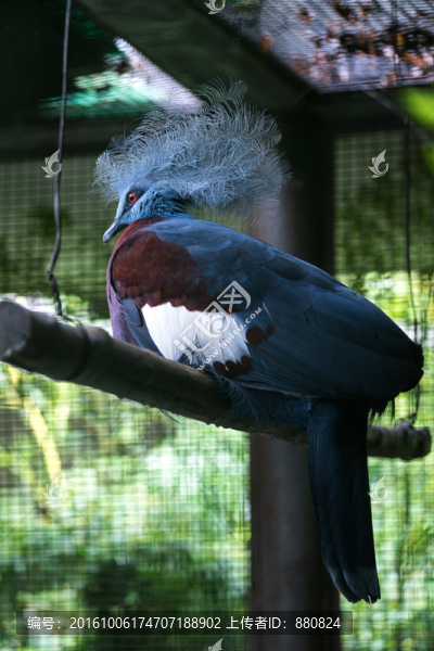 藍(lán)鳳冠鳩