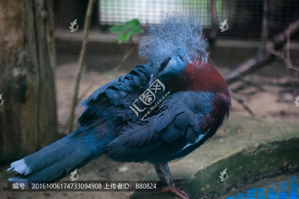 藍(lán)鳳冠鳩