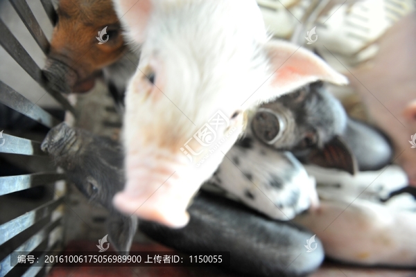 野豬養(yǎng)殖